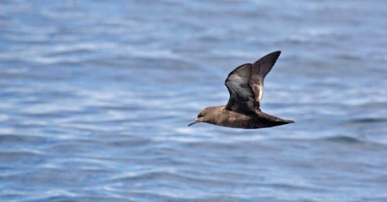 Birds that migrate the longest: Sooty Shearwater