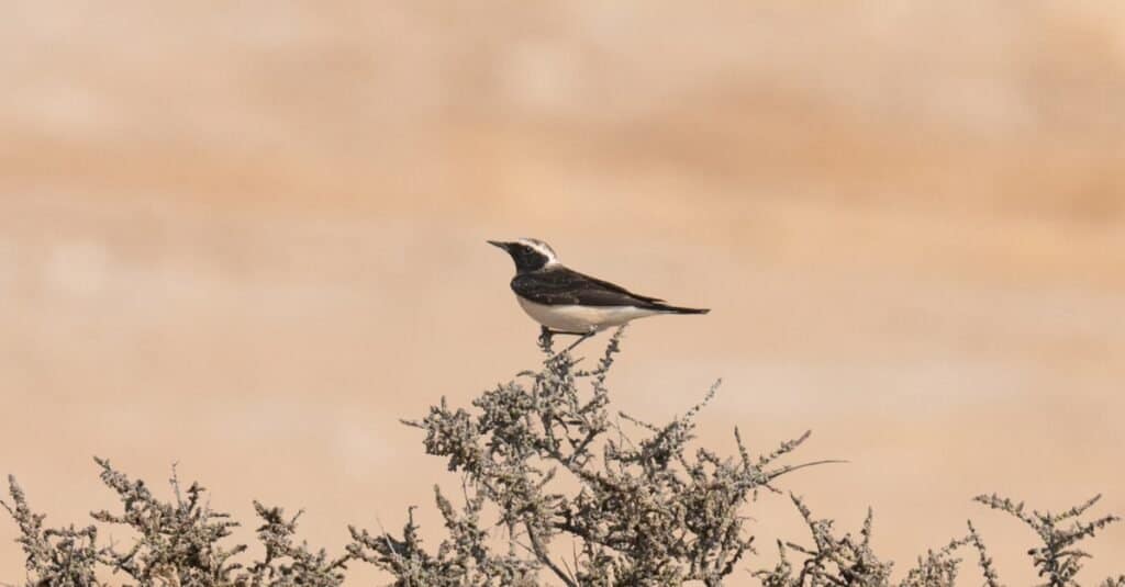 Birds that migrate the longest: Pied Wheatear
