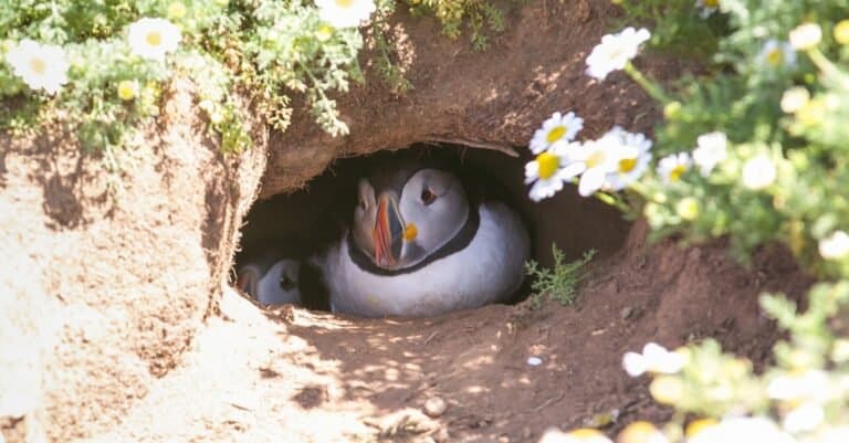 Birds that nest on the ground: Atlantic Puffin