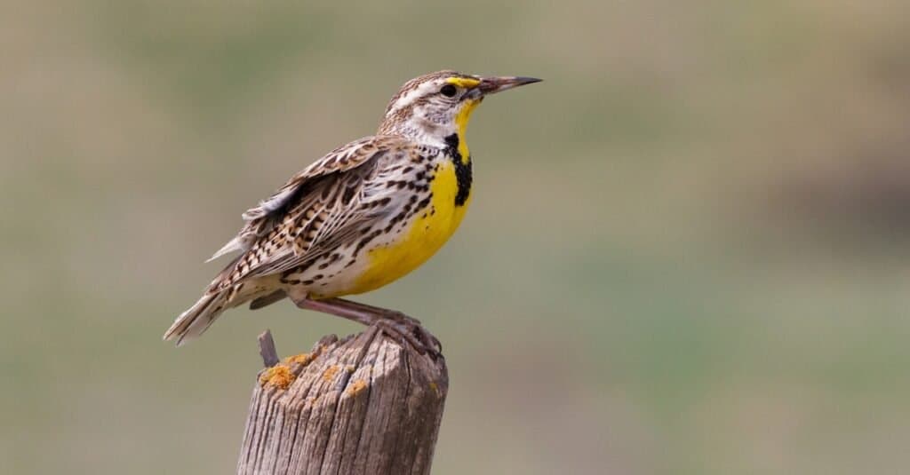 Ground-Nesting Birds: Western Meadow Pipit