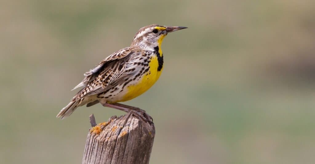 Birds that nest on the ground: Western Meadowlark