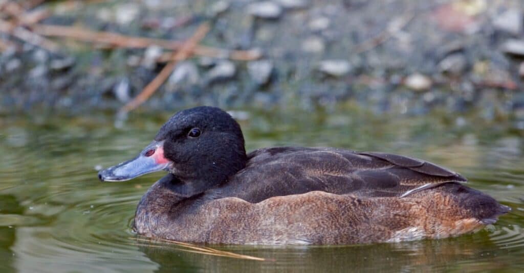 Birds that lay eggs in other birds' nests: Black-headed Duck