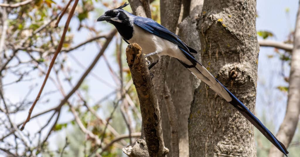 What kind of long-tailed white, blue and black bird is this? - Quora