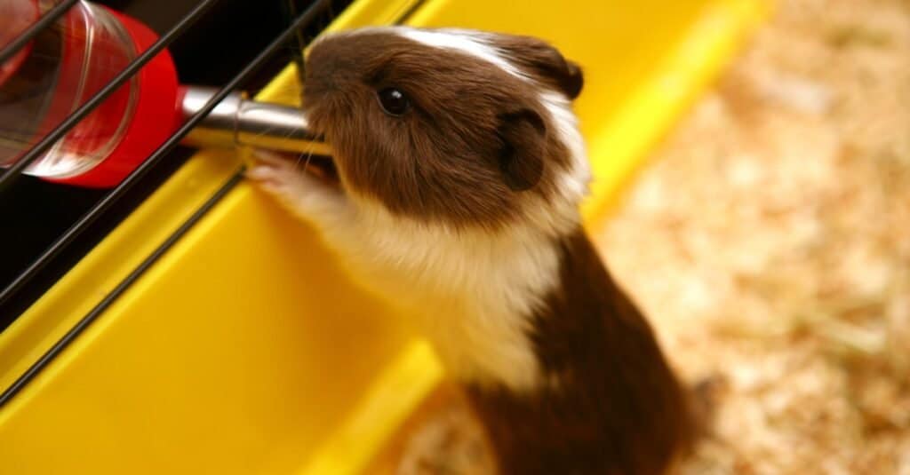 Guinea pig drinking