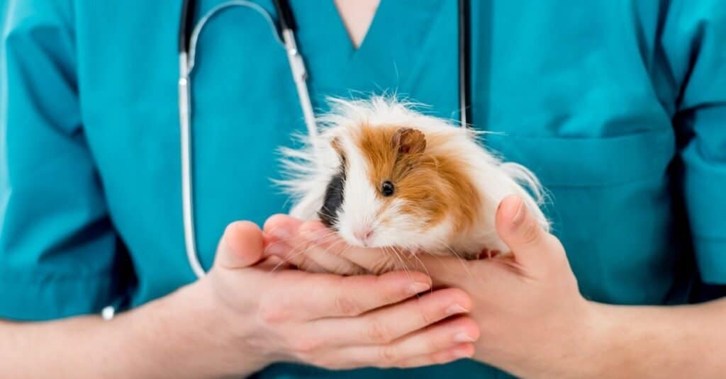 Bladder Stones In Guinea Pigs