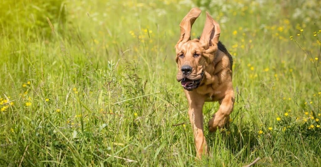 Bloodhound running through a field with ears flopping