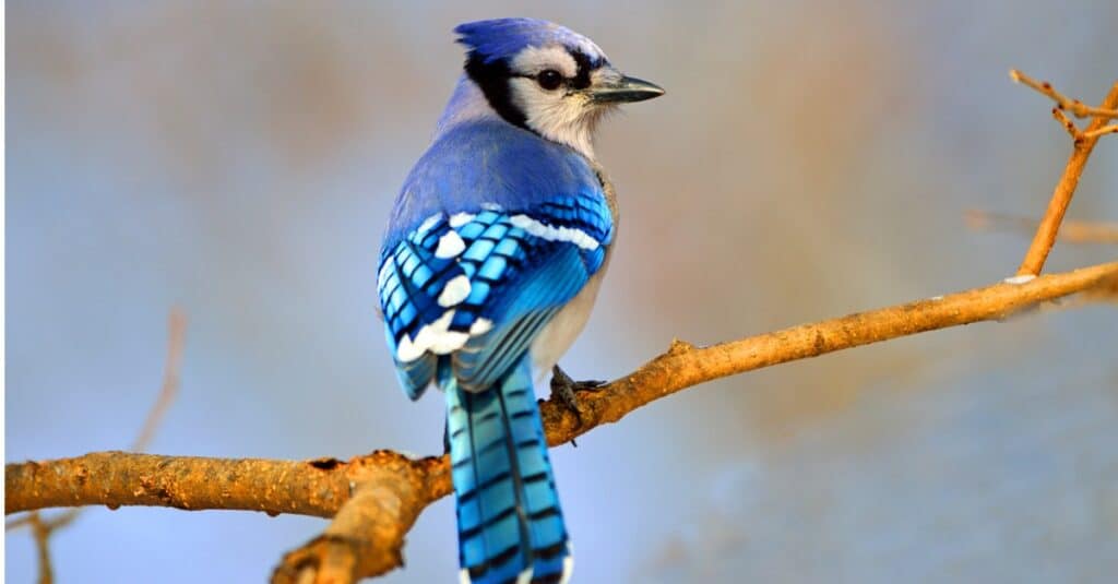 Blue jay perched on branch with back to camera