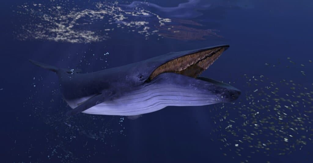 blue whales teeth