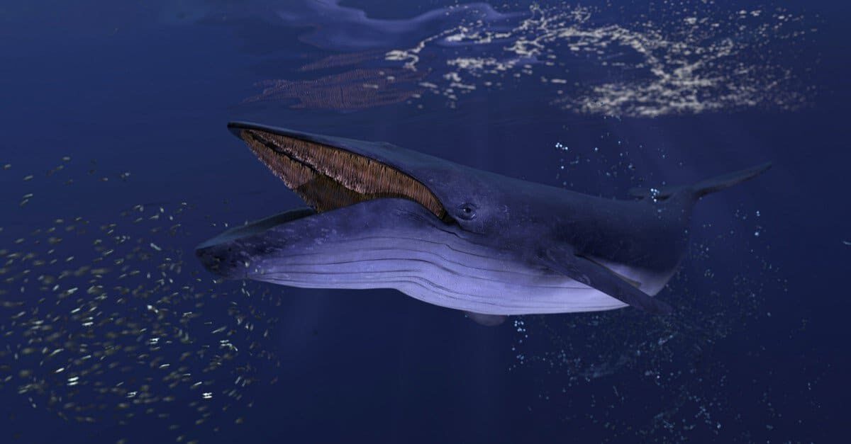 Blue Whale Animal Facts | Balsenoptera musculus - AZ Animals