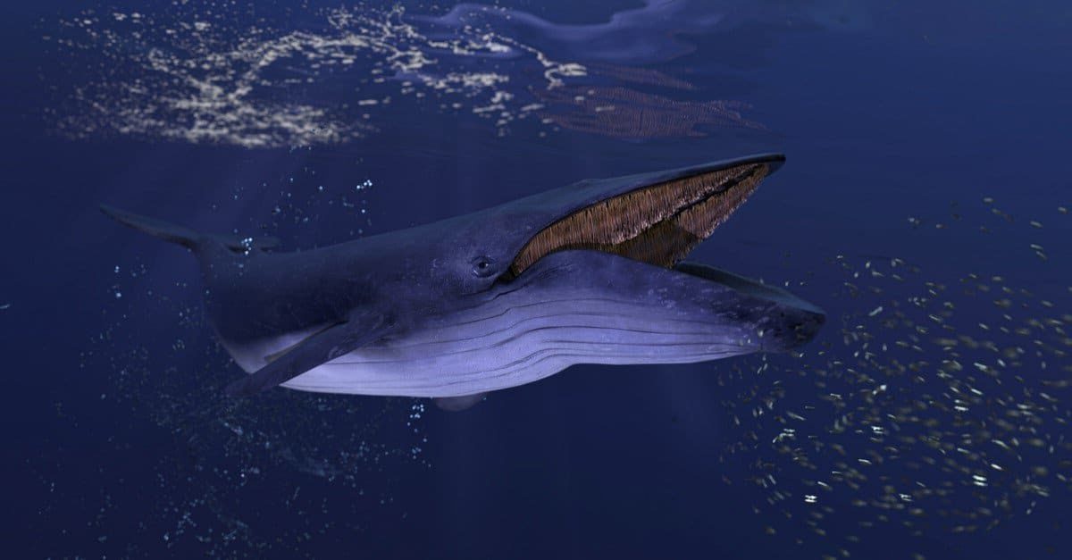 lions mane jellyfish vs blue whale