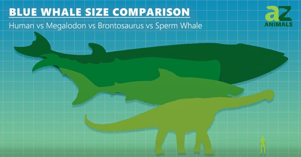 Blue Whale Size Comparison - Blue Whale vs human vs megalodon vs dinosaur 