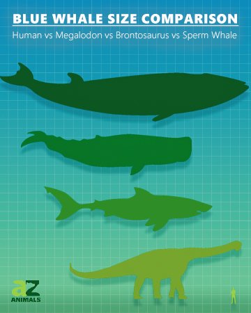 Blue Whale Size Comparison - Blue whale vs. dinaosaur and megalodon