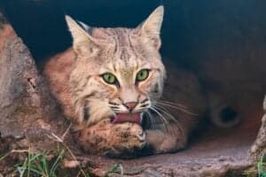Man Attacked by Bobcat in Saddlebrooke, Arizona Picture