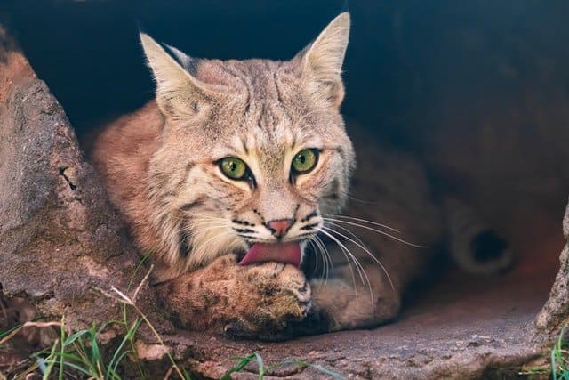 bobcat licking itself while looking at the camera 