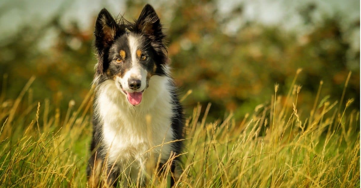 Types of Herding Dogs - A-Z Animals