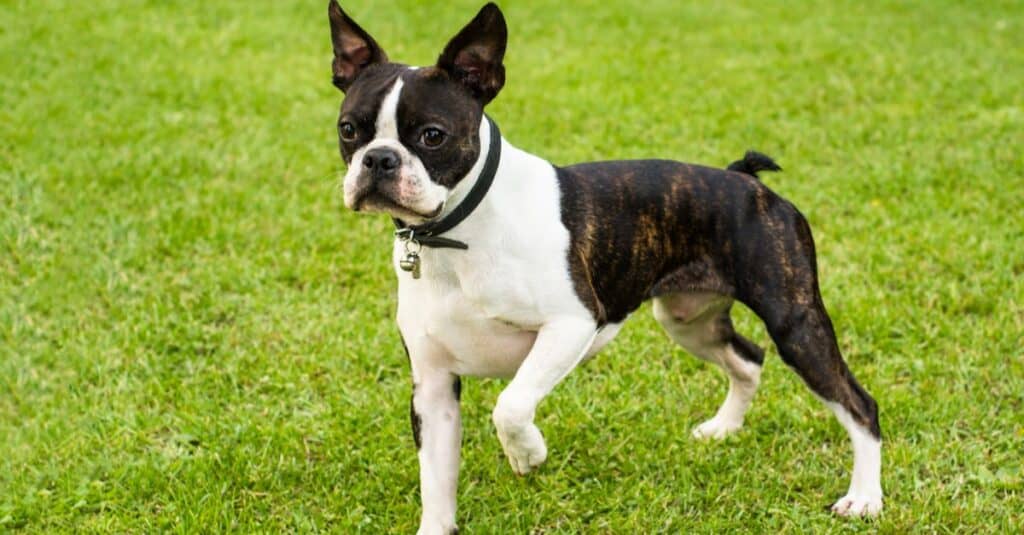 are boston terrier puppies hyper