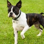 Boston Terrier on lawn outside. Boston Terriers were the first dog breed developed in America.