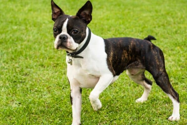 Boston Terrier on lawn outside. Boston Terriers were the first dog breed developed in America.