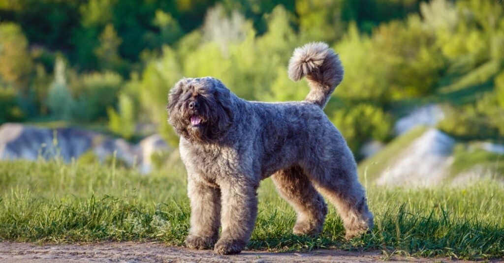 fluffy Bouvier des flandres standing half on dirt, half on grass