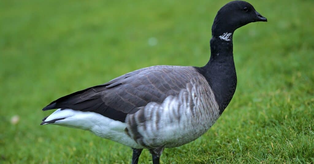 3-5 Inch Black Goose Feathers. 10 Fuzzy Dark Colored Bird,  Canada