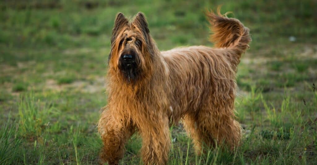 scruffy Briard standing in the grass