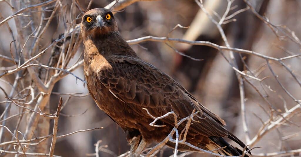 Birds that eat snakes: Brown Snake Eagle