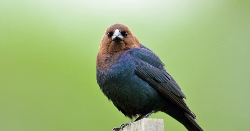Birds that lay eggs in other birds' nests: Brown-headed Cowbird