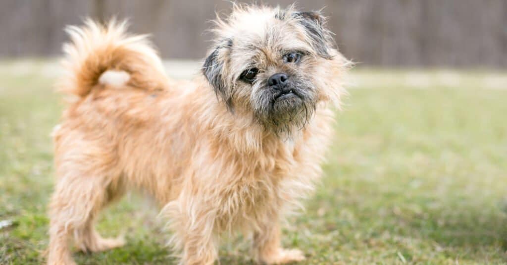 Brussels griffon hot sale x pug