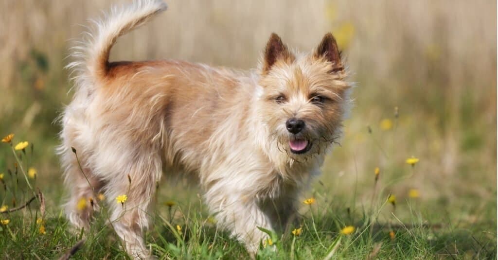 Types of terrier dogs