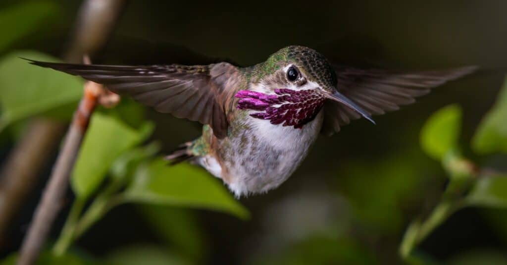 Calliope hummingbird in flight