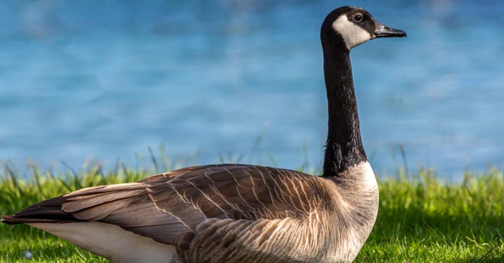 Canada goose walking towards the water