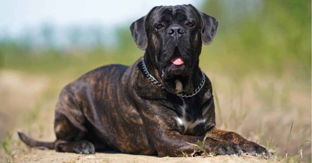 Cane Corso laying outside in dirt