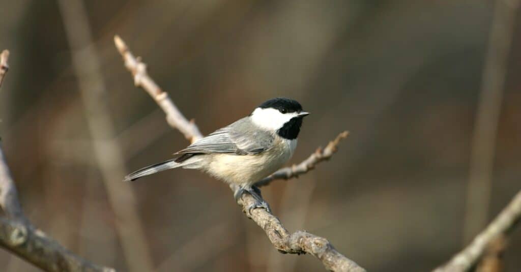 Carolina chickadee satt på bar gren