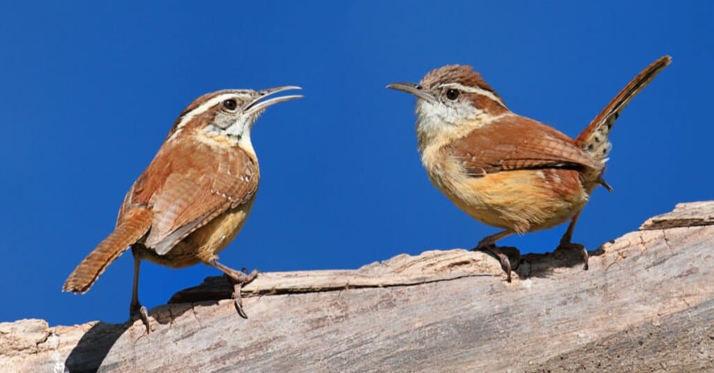 Carolina wrens courting on a branch high in a tree
