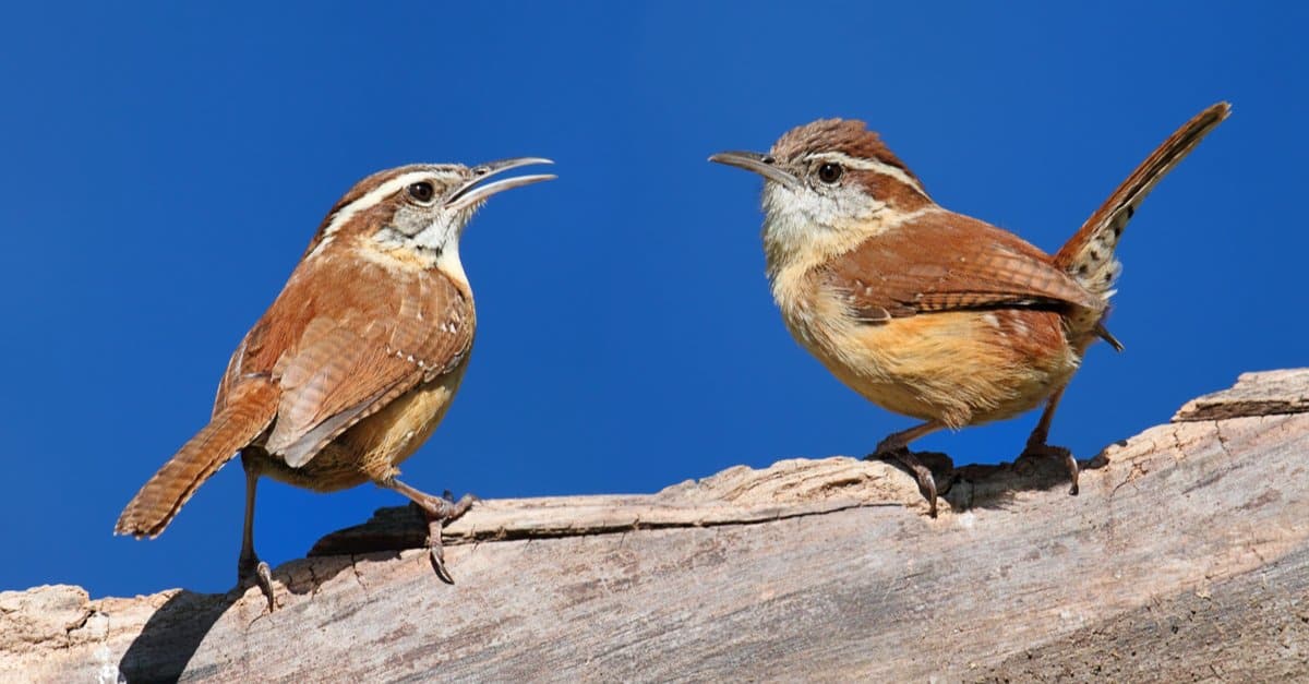 Sparrow vs Wren: Key Differences Explained - A-Z Animals