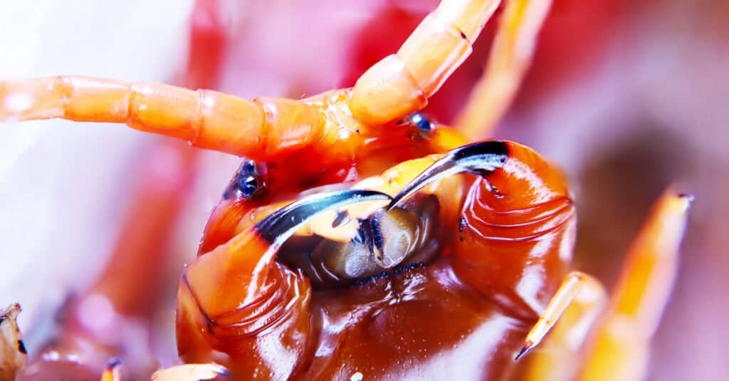 giant desert centipede eating