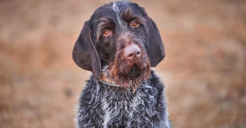 Types of pointer dogs