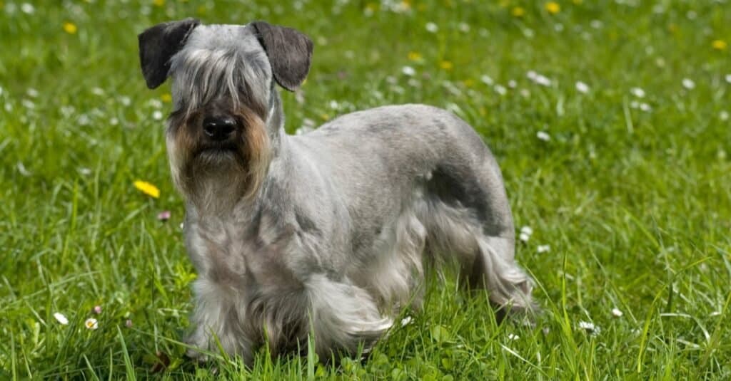 Types of terrier dogs