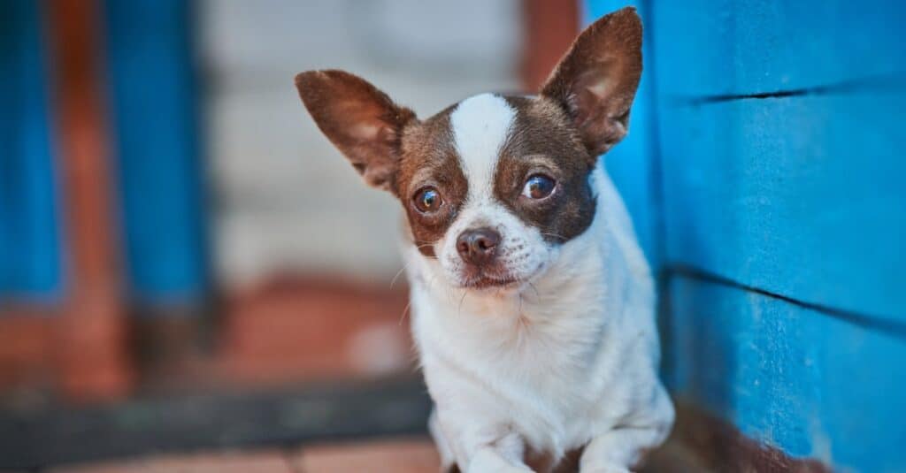 Chihuahua laying outside on porch of blue house