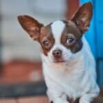 Chihuahuas are the smallest of all purebred dogs. 