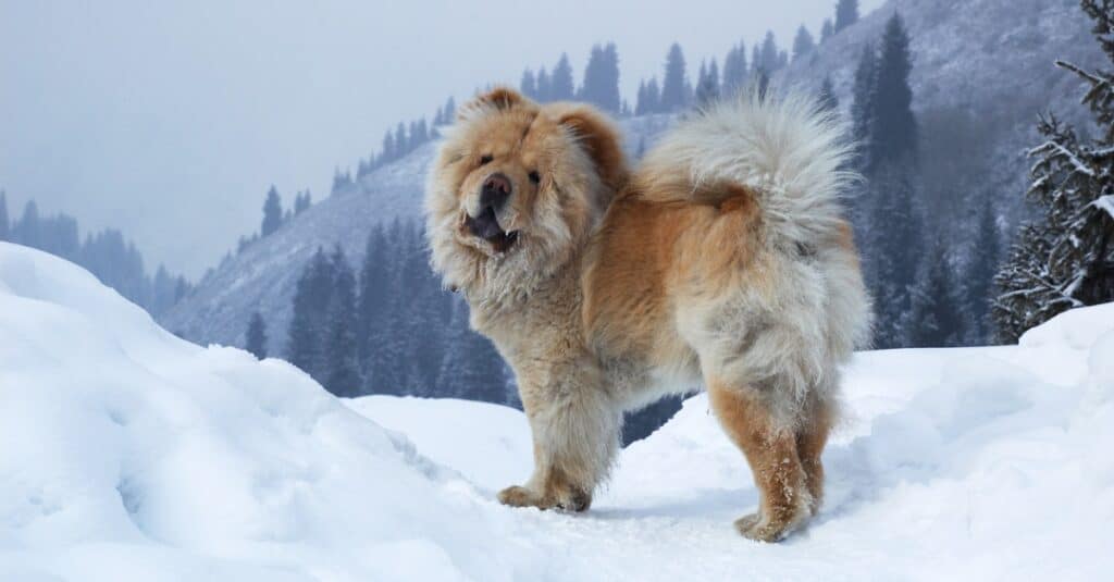 Chow chow standing outside in the snow