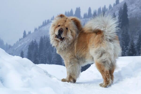 Chow chows are known for their teddy bear-like appearance. 