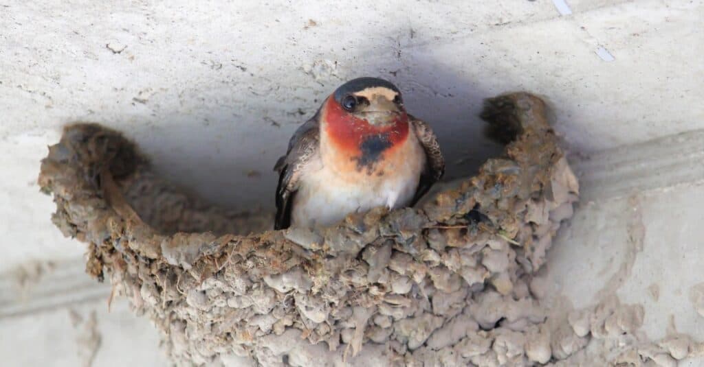 Birds that make mud nests: Cliff Swallow