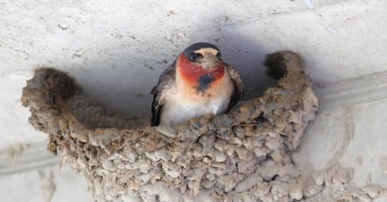 Birds that make mud nests: Cliff Swallow