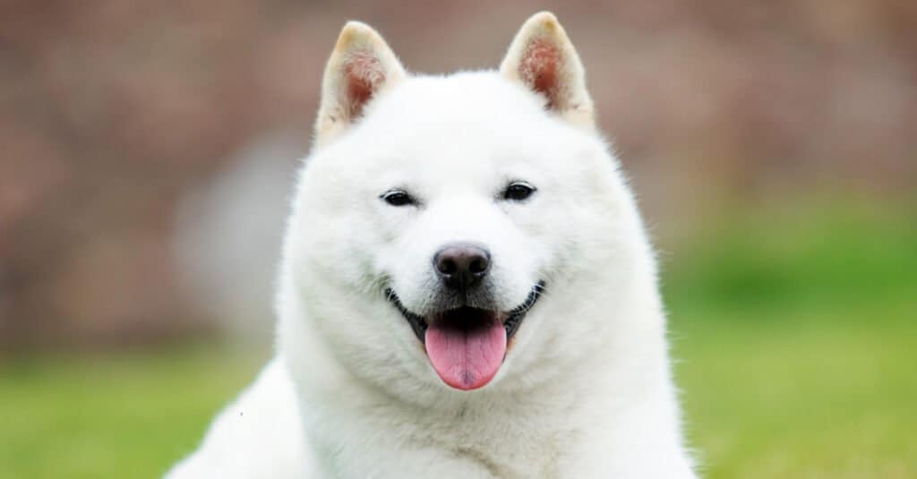 Close-Up of Hokkaido