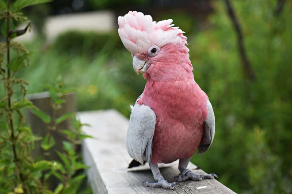 Cockatoo vs Cockatiel