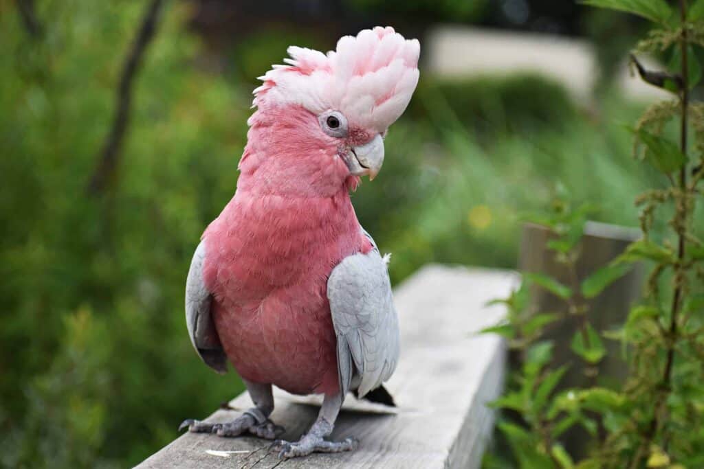 Cockatoo looking sideways off a fence ledge