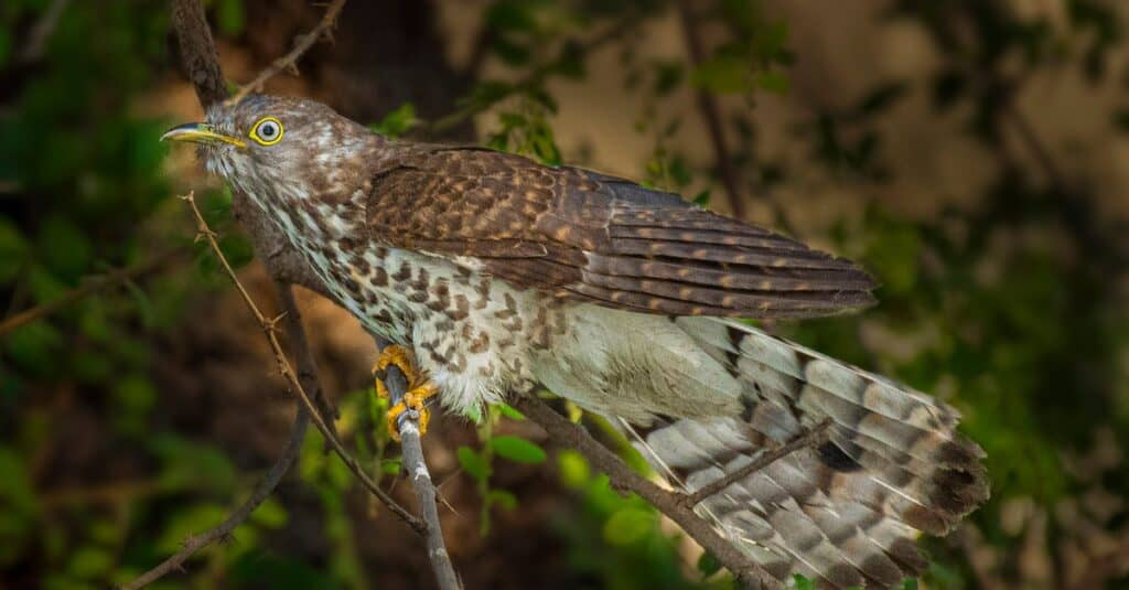 Birds that lay eggs in other birds' nests: Common Cuckoo