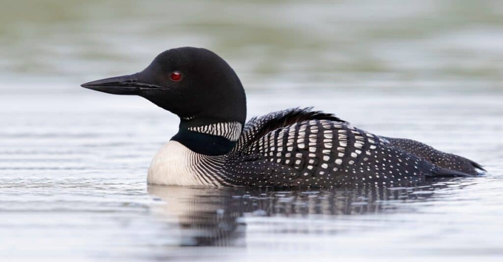 Birds that look like ducks: Common Loon