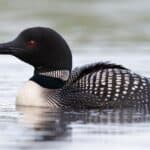 Common loon